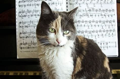 How is absolute music different from program music, and why do cats prefer one over the other?